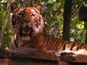 A rescued tiger also has his own huge enclosure.